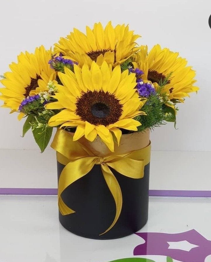 Box Girasoles