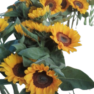 Girasoles a 4 soles unidad